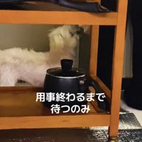 棚の間に入っておばあちゃんを見つめる犬