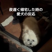 待っていたるるちゃん