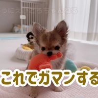 「もうこれでいい」