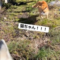 野良猫を発見したROSEちゃん