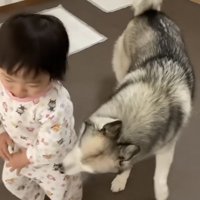 女の子を嗅ぐハスキーと嫌がる女の子