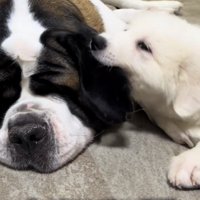 大型犬の耳に噛みつく子犬
