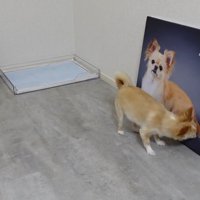 フォトパネルを飾った時のみるくちゃん6