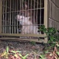 ついに捕獲成功！！