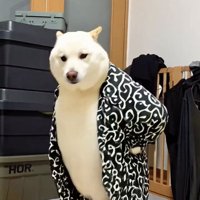 腰に手を当て横を向いて立つ犬