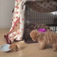 水を飲むハムスターと見つめる犬2