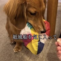 紙風船を咥える犬