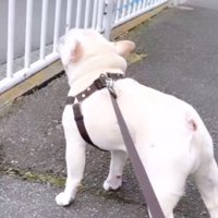 横を通り過ぎていく救急車に遠吠えする犬