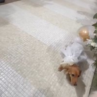 きなこちゃんがリングドッグに挑戦5