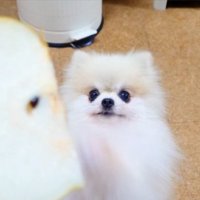 梨