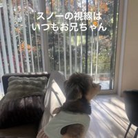 お兄ちゃんを見つめるスノーちゃん