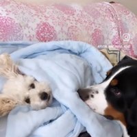 タオルケットにくるまる小型犬を見つめる大型犬