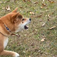 お互いに吠え合う成犬と若い成犬