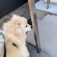 おじさんを探すエリーちゃん