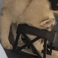 天然？アピール？