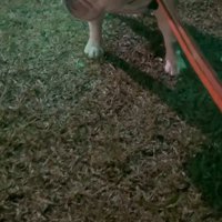 ボス野良猫にいじめられる…