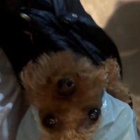 トイプードルのうーろんくん