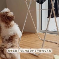 おもちゃを干した時のちゃぽちゃん7