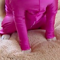 まろんちゃんに服をプレゼント