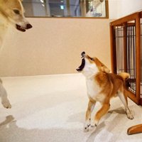 大きな犬に向かって口を開ける犬
