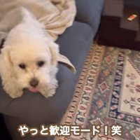 お出迎えするエルくん