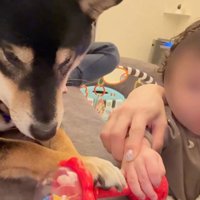 おもちゃを奪った麦ちゃん6