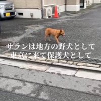 足を引きずりながら歩道を歩く犬