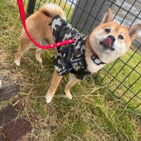 ペロッ
