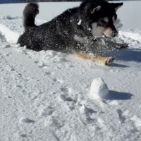 ももちゃんの雪遊び4