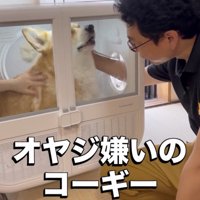 ドライヤーハウスで撫でられる犬