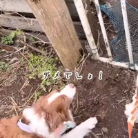 ガルチェロくんに注意したリーリエちゃん