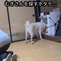 家電の前でじっと立ち止まる犬