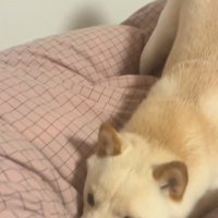 布団の上に寝そべる犬