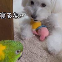 おじいちゃんと孫みたい！？
