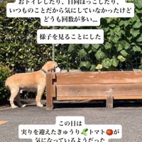 野菜を見る大型犬