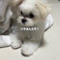 座る小型犬