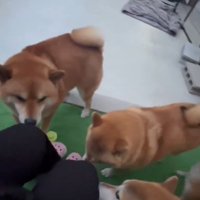 集まる犬1