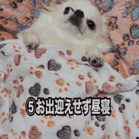 横になるチワワ