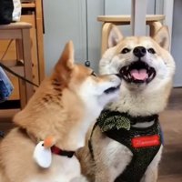 2匹の柴犬