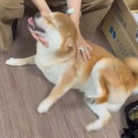 撫でてもらって目を細める柴犬