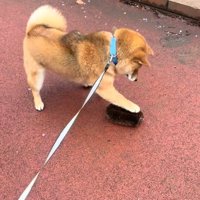 タワシを攻撃するりんちゃん