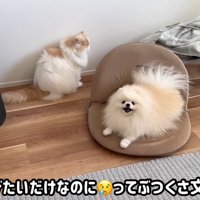 怒られたポテチくん5