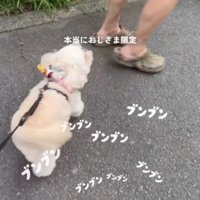 前を歩く男性のあとを追う犬