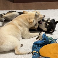 ワンプロ