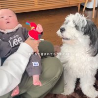 隣で見守るわんちゃん