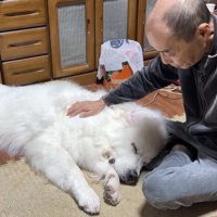 おじいちゃんに撫でられる犬