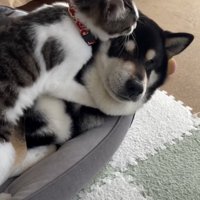 なされるがまますぎる黒豆くん