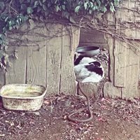 置き去りにされたツナ君