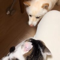 福丸くんと朔ちゃん3