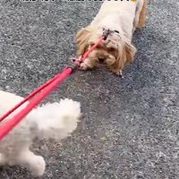 散歩拒否する殿ちゃん